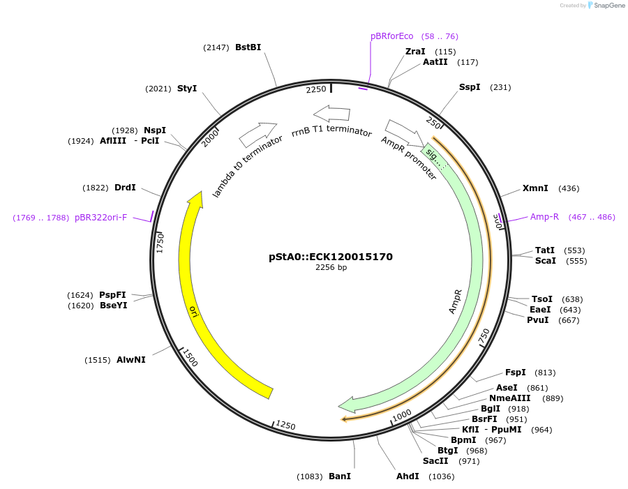 171879-plasmid-map-sequence-id-354596