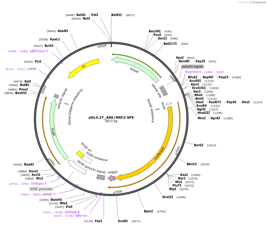 177775-plasmid-map-sequence-id-354598