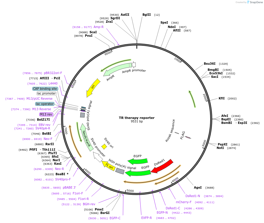 179083-plasmid-map-sequence-id-354621