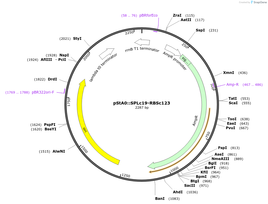 171899-plasmid-map-sequence-id-354624