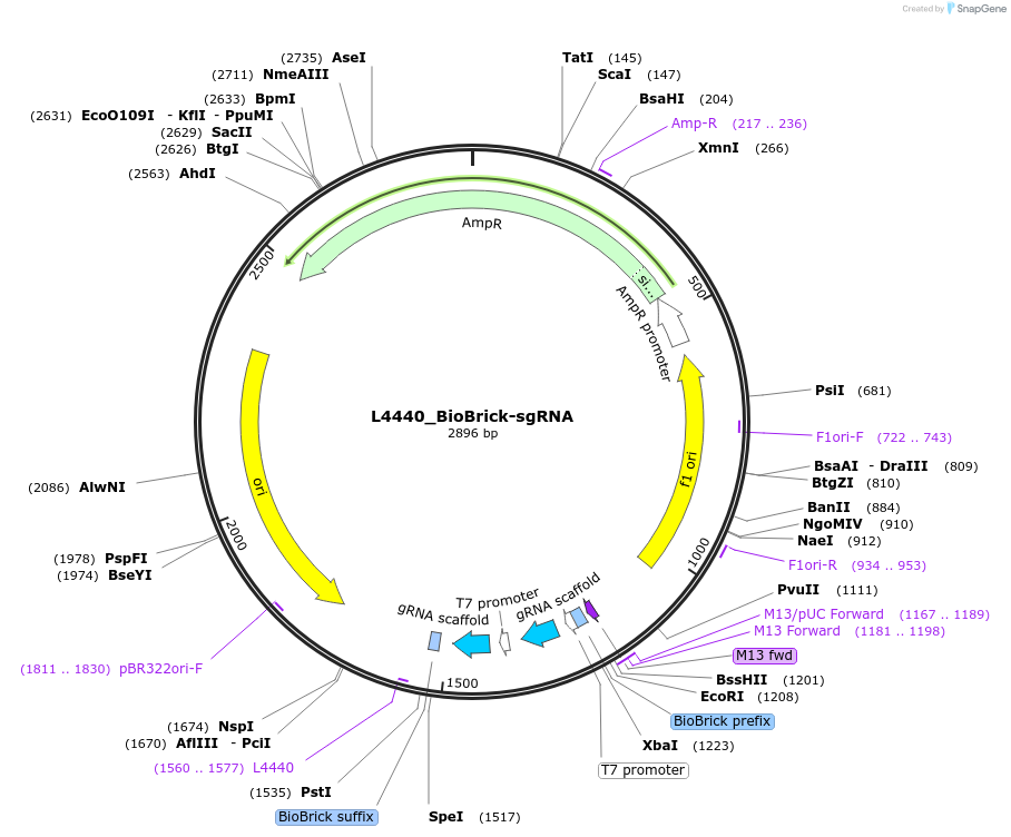 177783-plasmid-map-sequence-id-354641