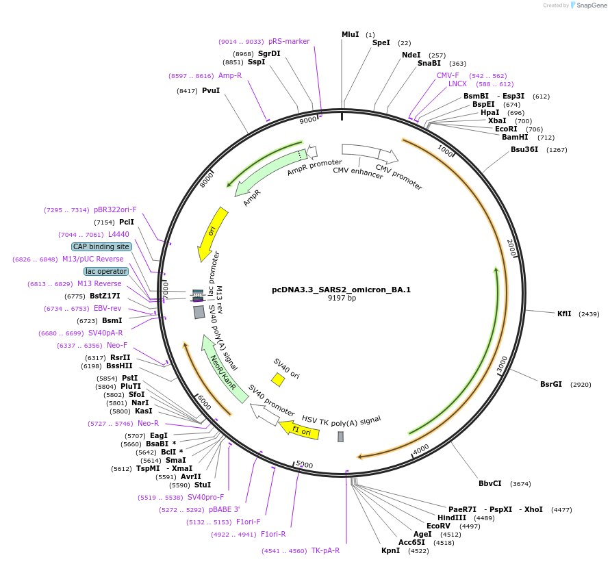 180375-plasmid-map-sequence-id-354659
