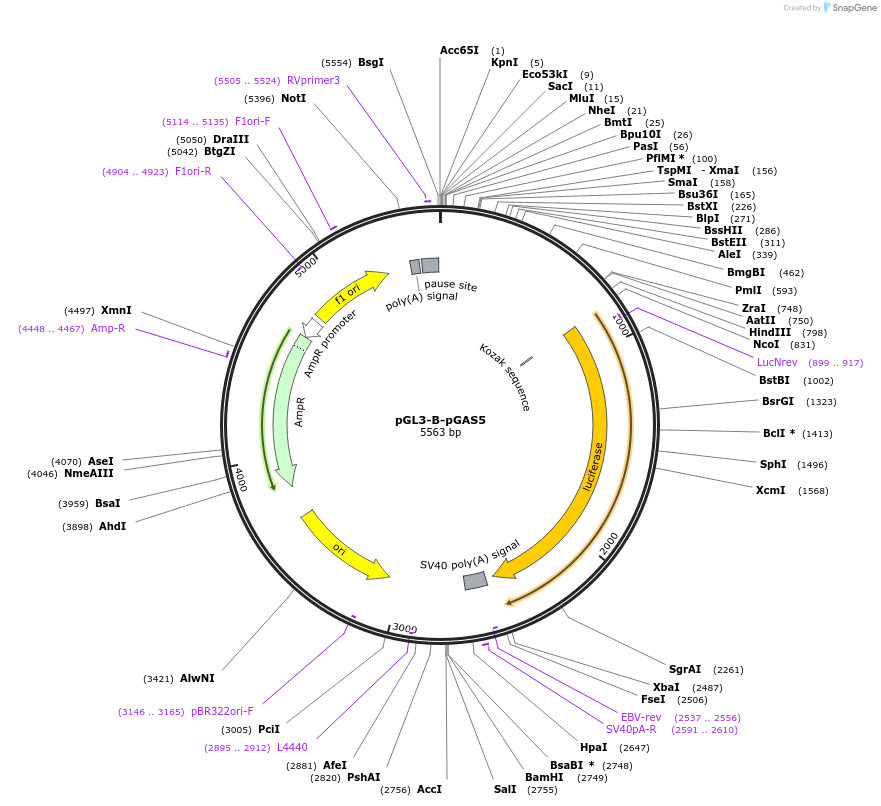 46371-plasmid-map-sequence-id-354661