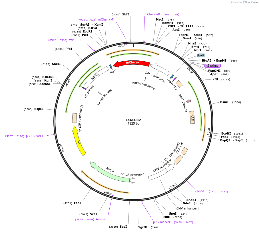 27339-plasmid-map-sequence-id-354663