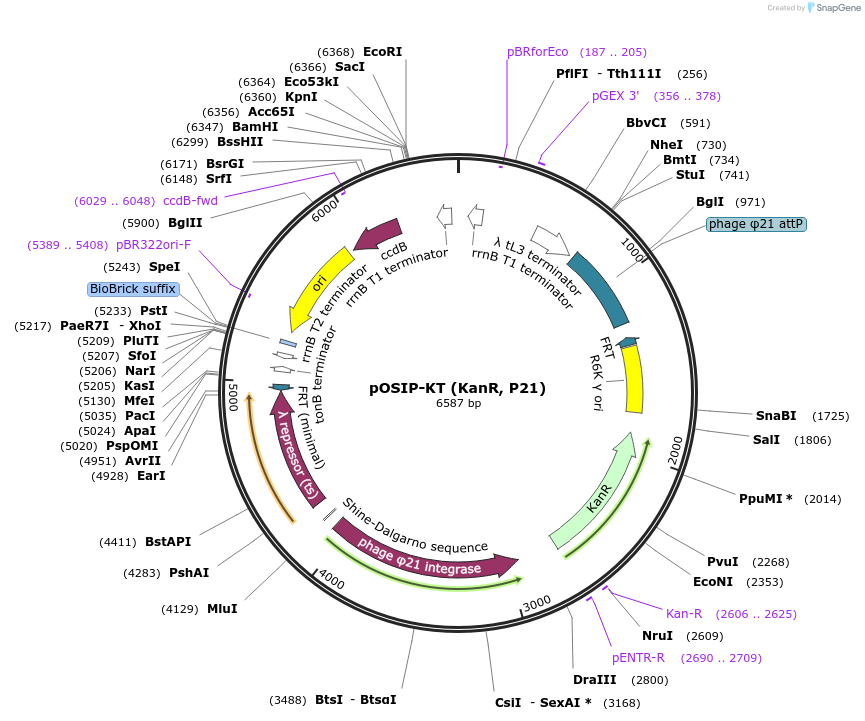 45987-plasmid-map-sequence-id-354665