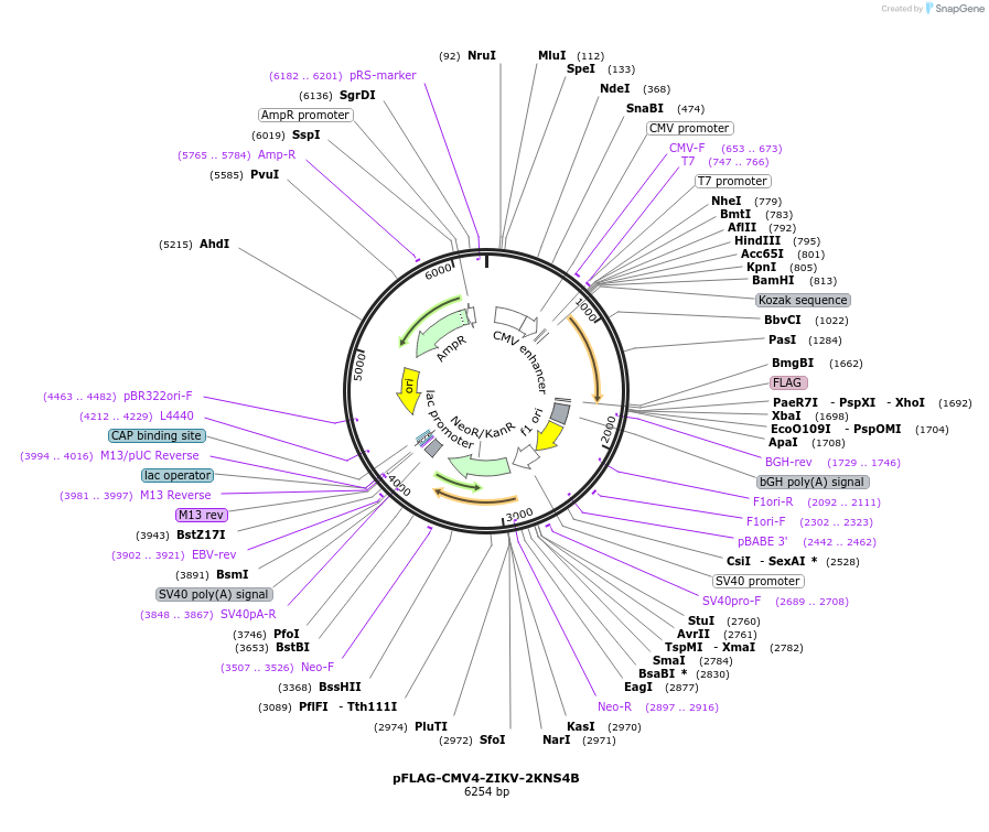 178847-plasmid-map-sequence-id-354674