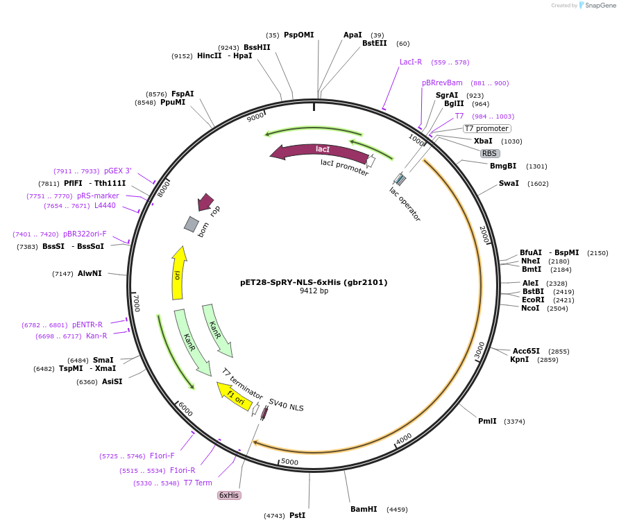 181743-plasmid-map-sequence-id-354675