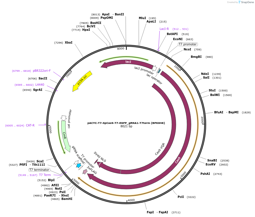 181745-plasmid-map-sequence-id-354676