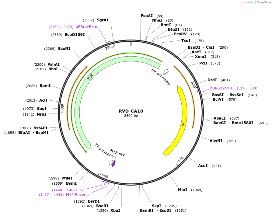 173293-plasmid-map-sequence-id-354679