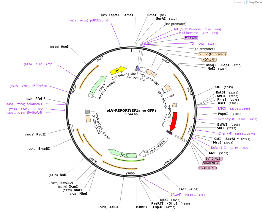 172339-plasmid-map-sequence-id-354681