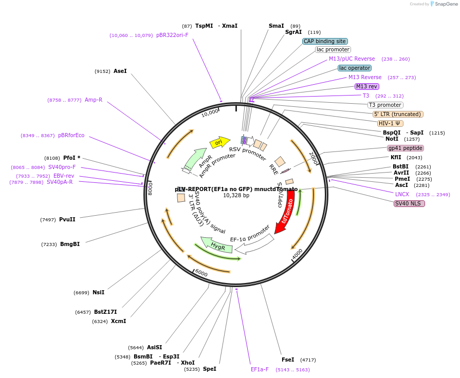 172342-plasmid-map-sequence-id-354683
