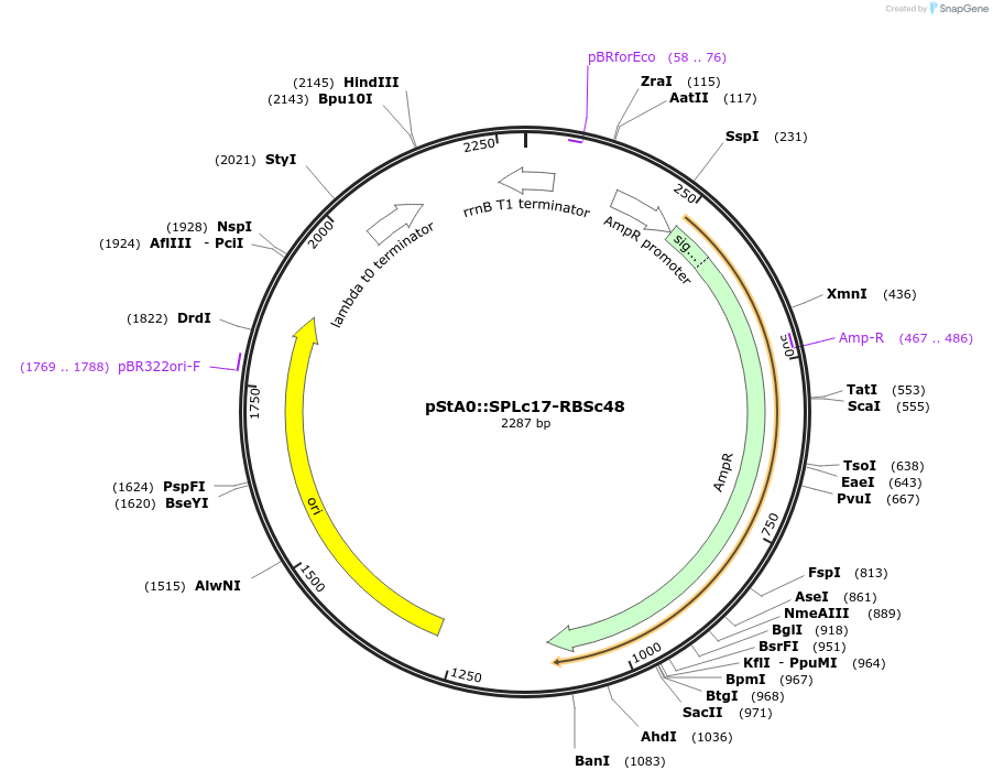 171910-plasmid-map-sequence-id-354687