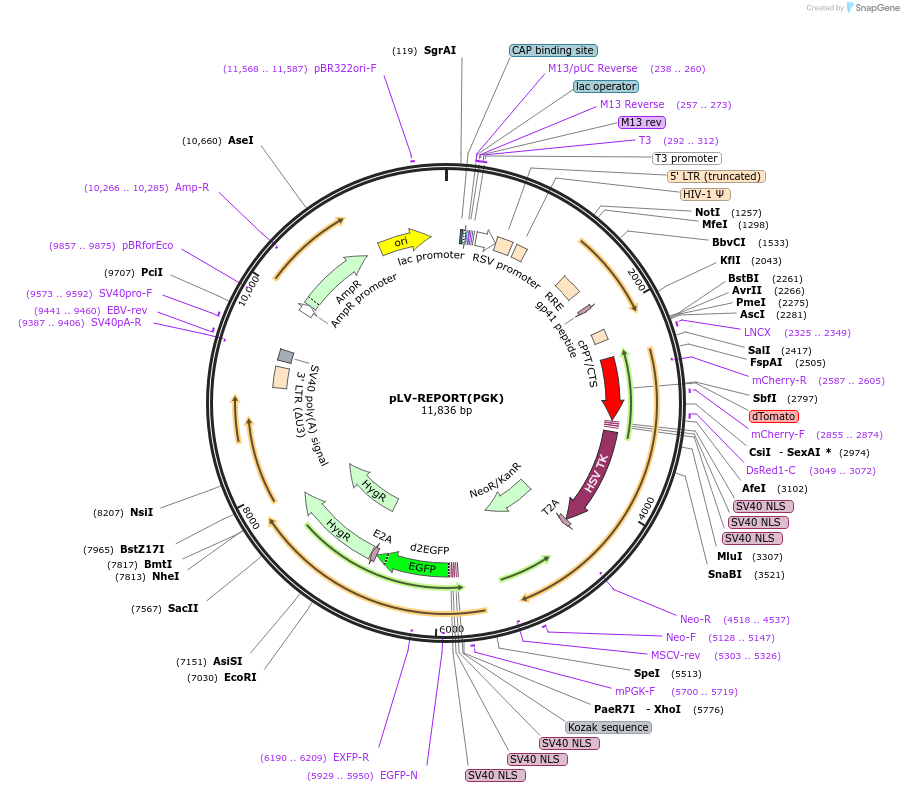 172328-plasmid-map-sequence-id-354688