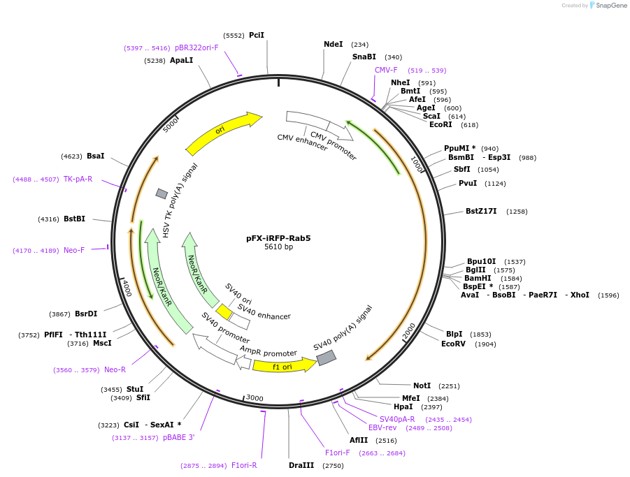 174456-plasmid-map-sequence-id-354691