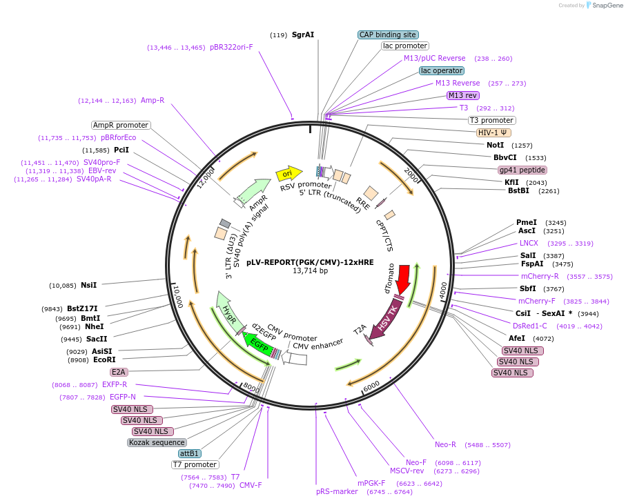 172335-plasmid-map-sequence-id-354692