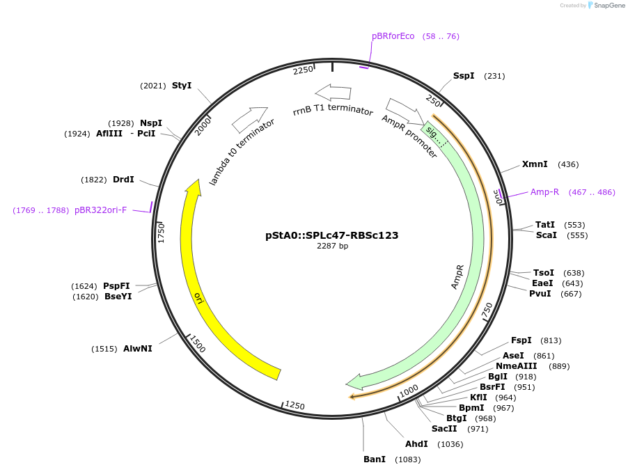 171902-plasmid-map-sequence-id-354694