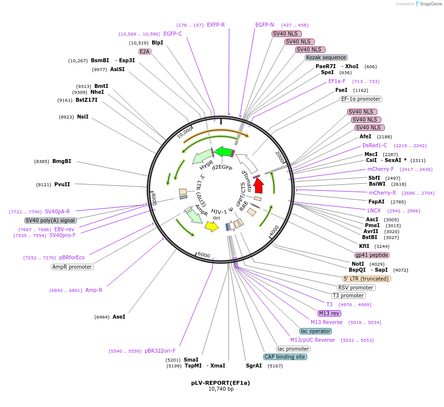 172326-plasmid-map-sequence-id-354701