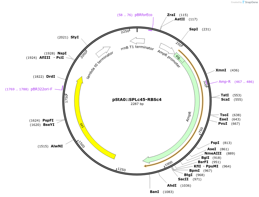 171883-plasmid-map-sequence-id-354704
