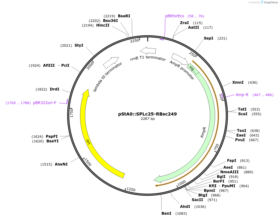 171905-plasmid-map-sequence-id-354709