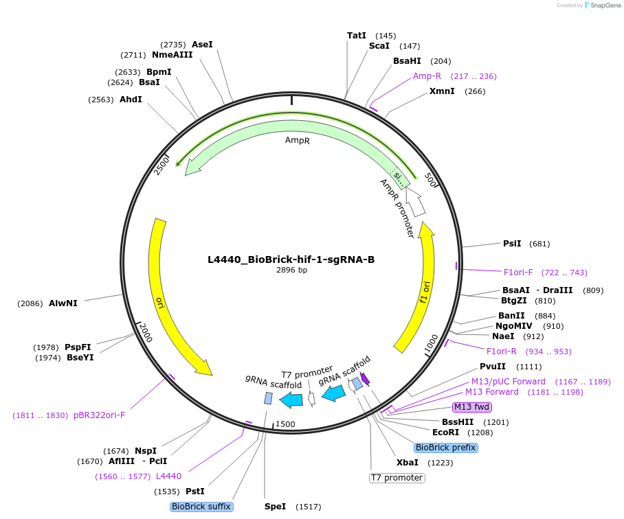 177785-plasmid-map-sequence-id-354717
