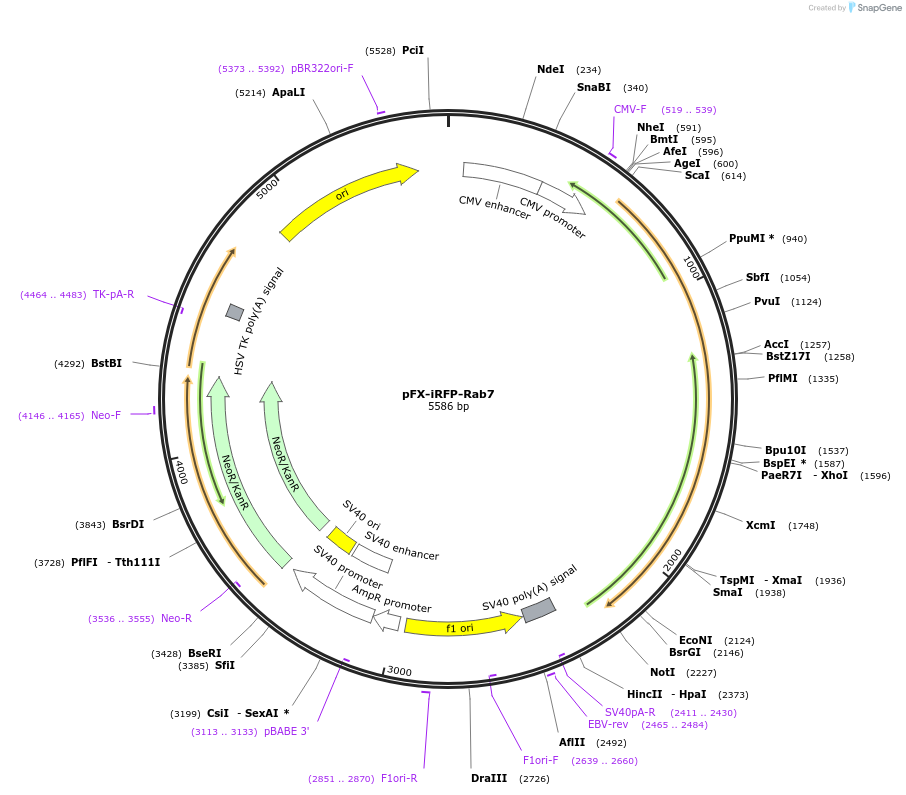 174459-plasmid-map-sequence-id-354718