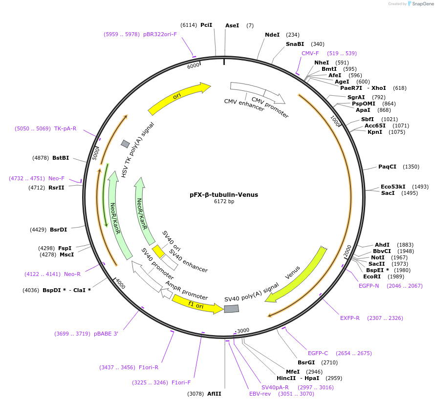 175828-plasmid-map-sequence-id-354719