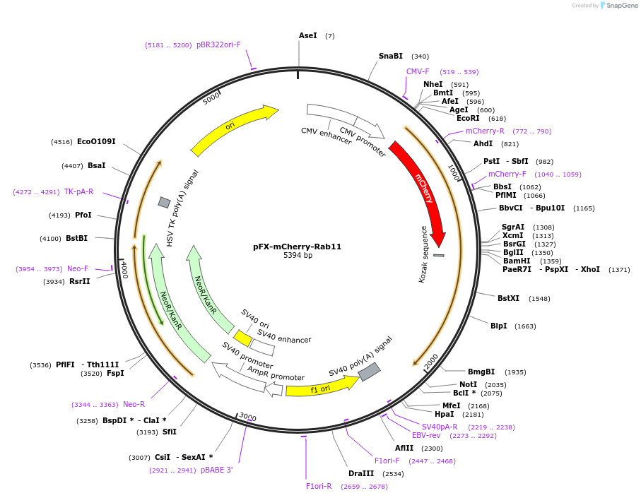 174461-plasmid-map-sequence-id-354722