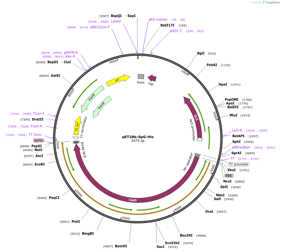 179318-plasmid-map-sequence-id-354726