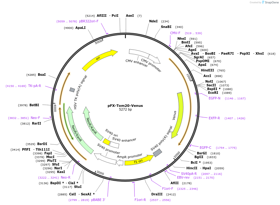174187-plasmid-map-sequence-id-354728