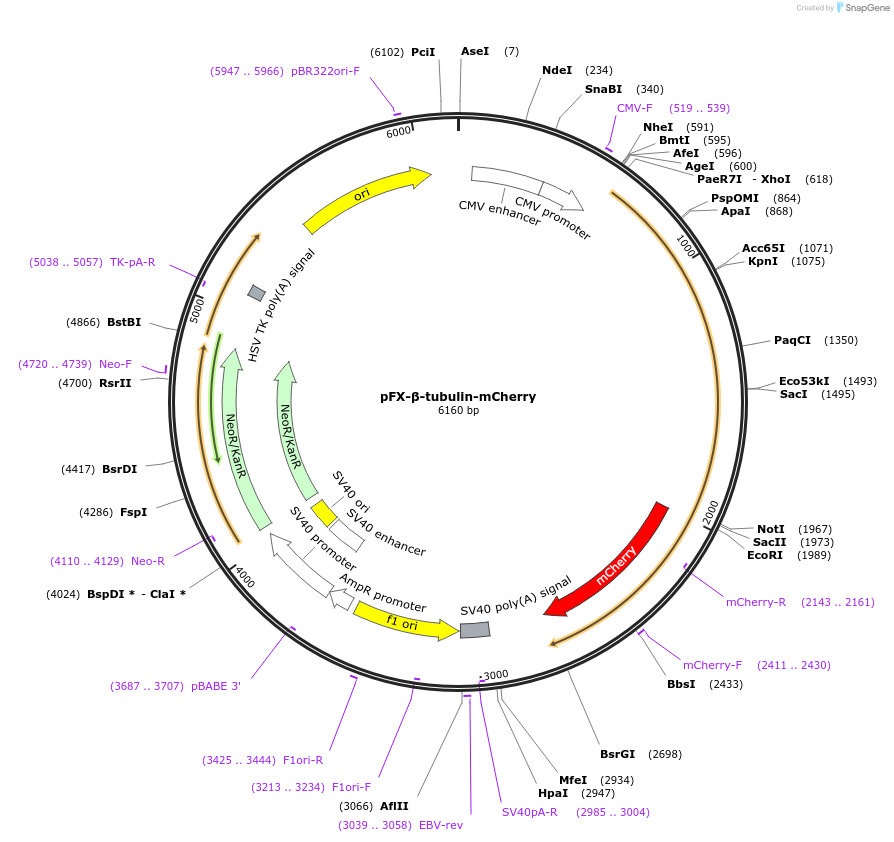 175829-plasmid-map-sequence-id-354730