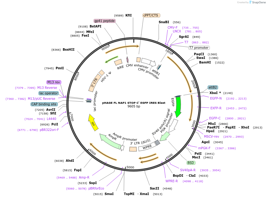179102-plasmid-map-sequence-id-354738