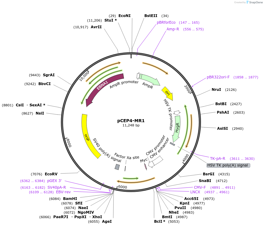 178603-plasmid-map-sequence-id-354742