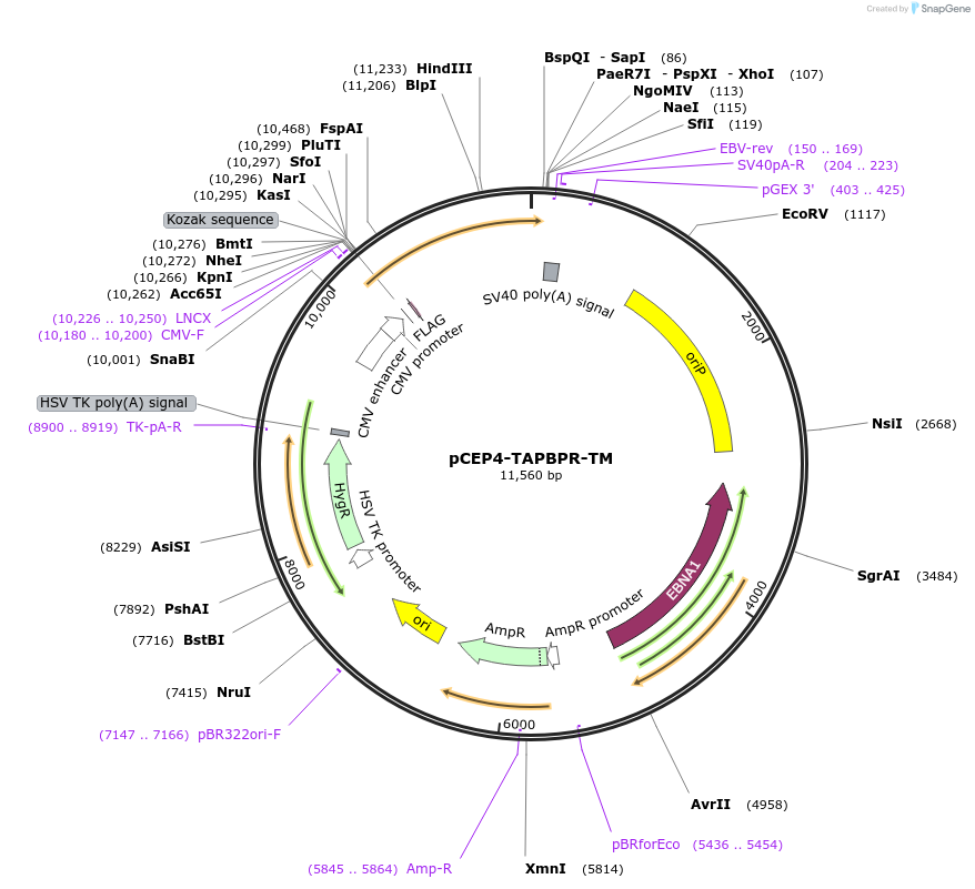 178645-plasmid-map-sequence-id-354743