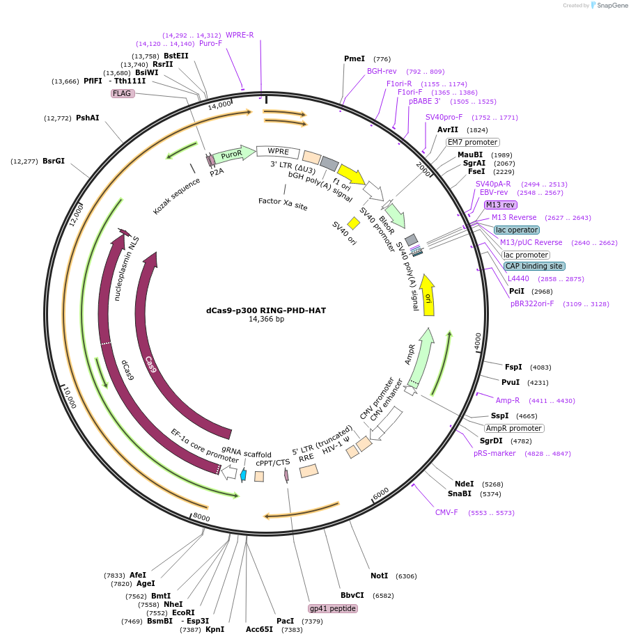 179546-plasmid-map-sequence-id-354744