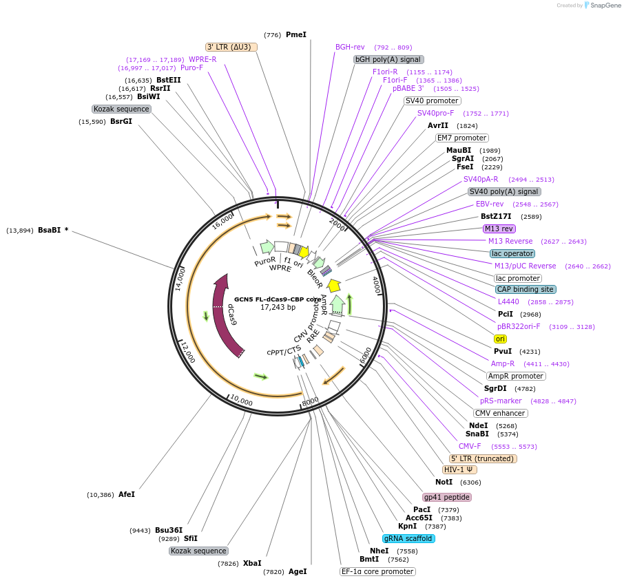 179556-plasmid-map-sequence-id-354745