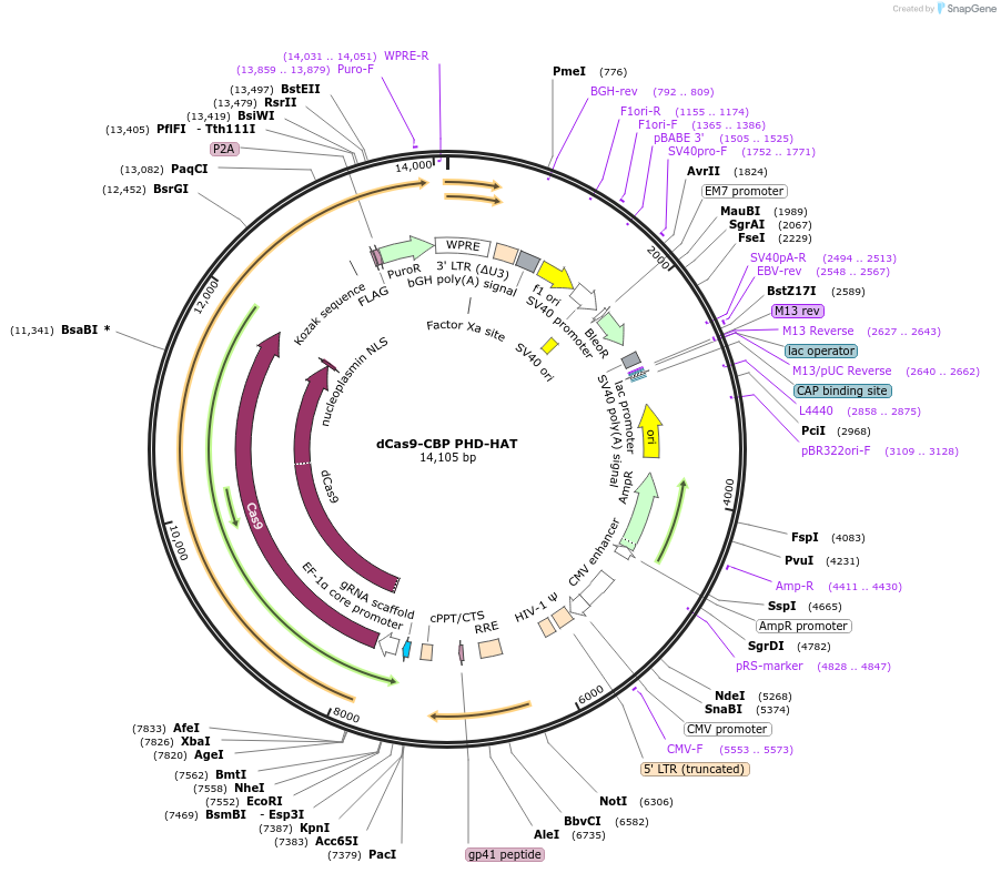 179548-plasmid-map-sequence-id-354746