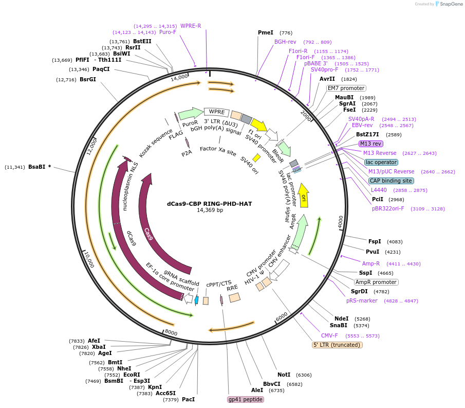 179549-plasmid-map-sequence-id-354747