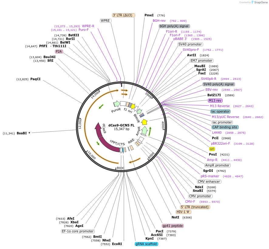 179552-plasmid-map-sequence-id-354751
