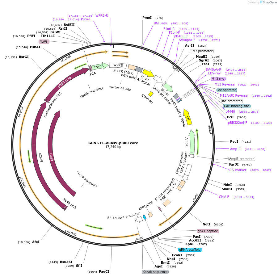 179554-plasmid-map-sequence-id-354754