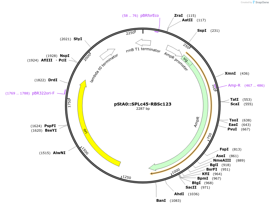 171901-plasmid-map-sequence-id-354755