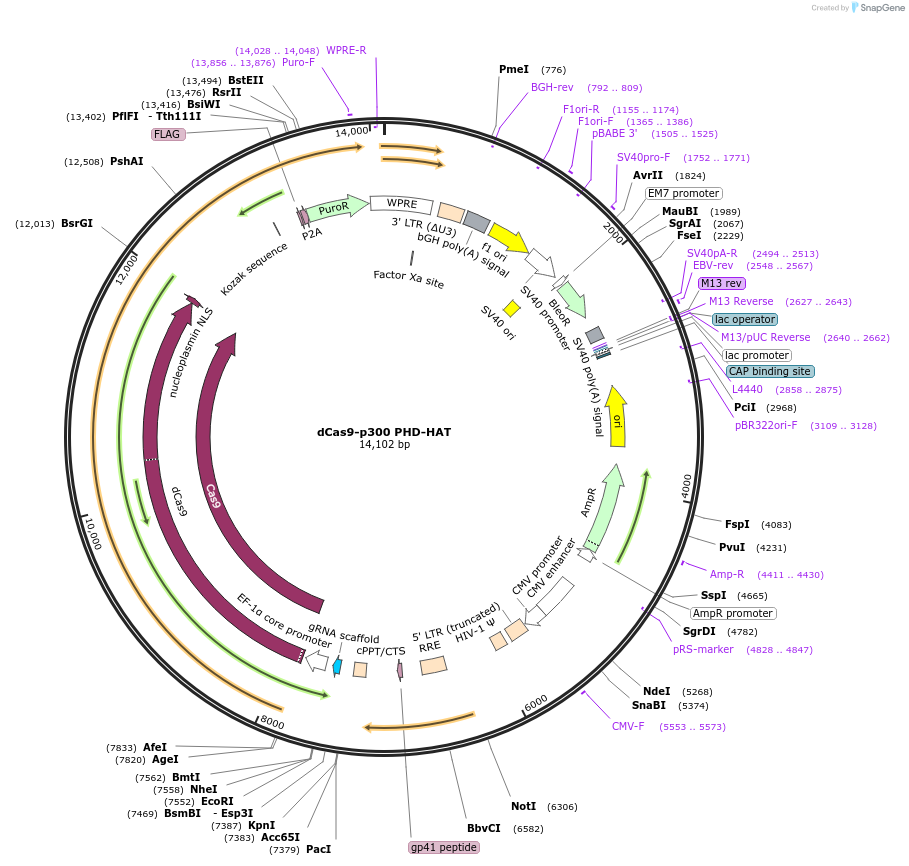 179545-plasmid-map-sequence-id-354761