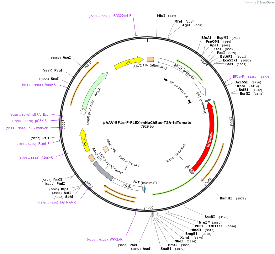60658-plasmid-map-sequence-id-354763
