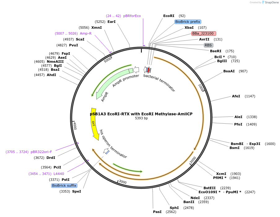 85165-plasmid-map-sequence-id-354765