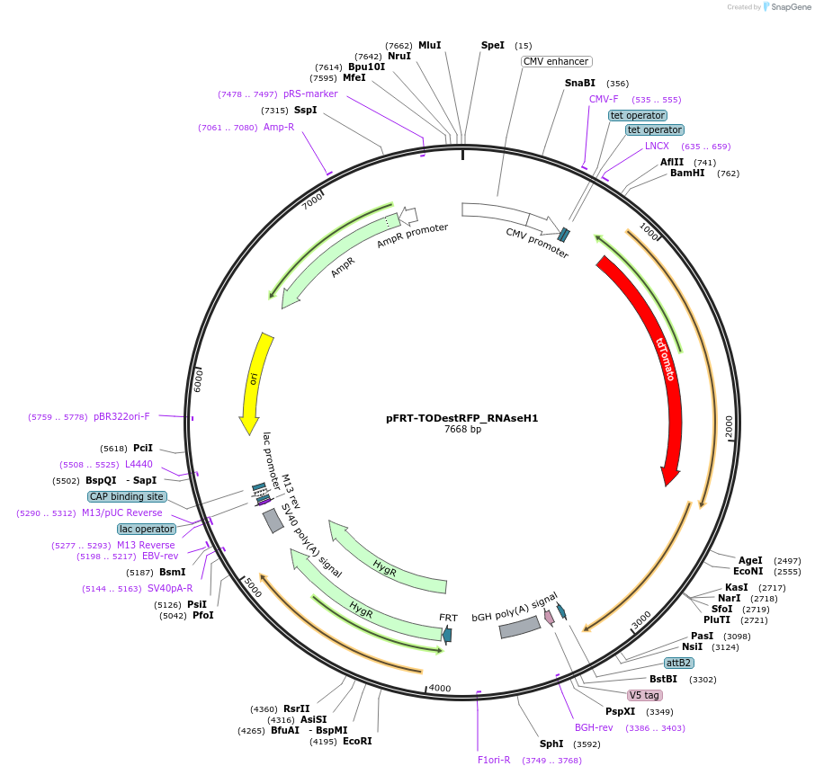 65785-plasmid-map-sequence-id-354766