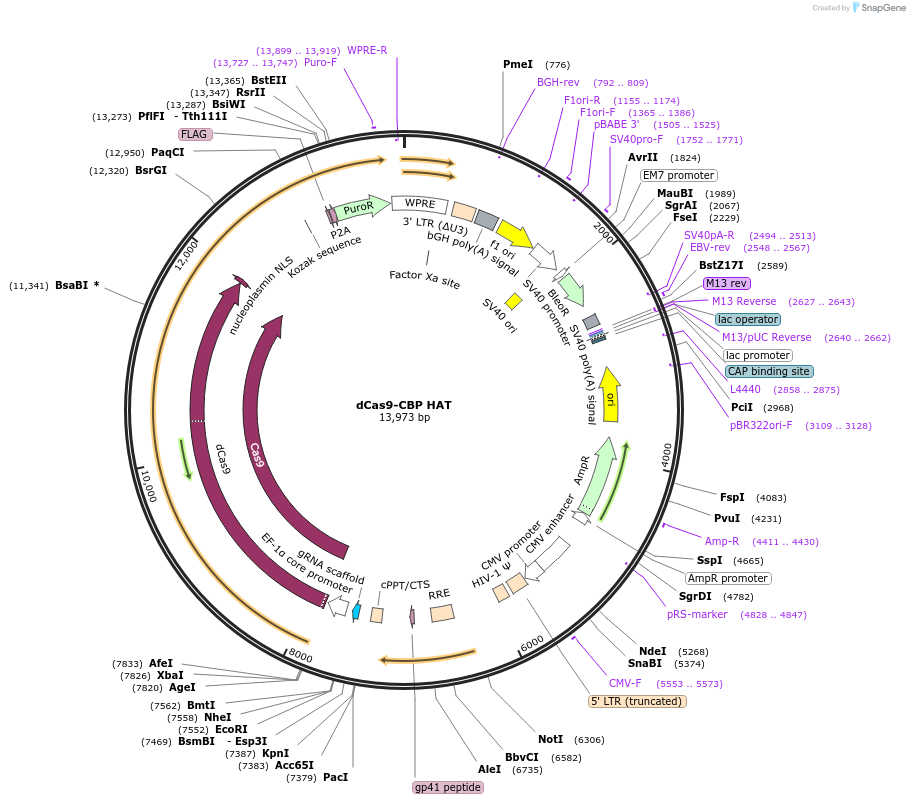 179547-plasmid-map-sequence-id-354768