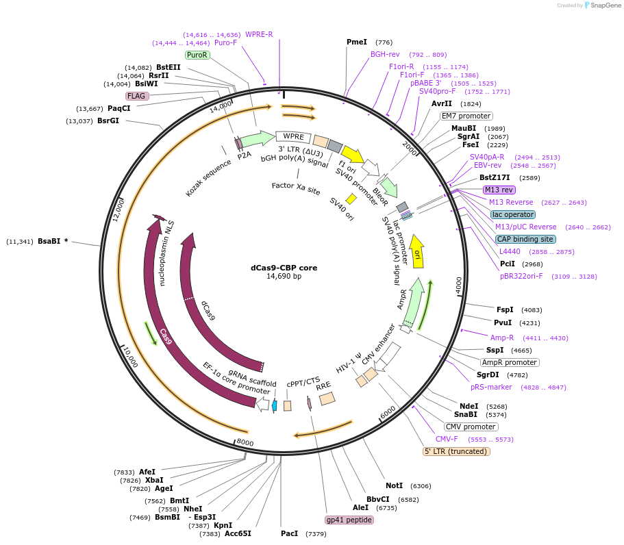 179543-plasmid-map-sequence-id-354769