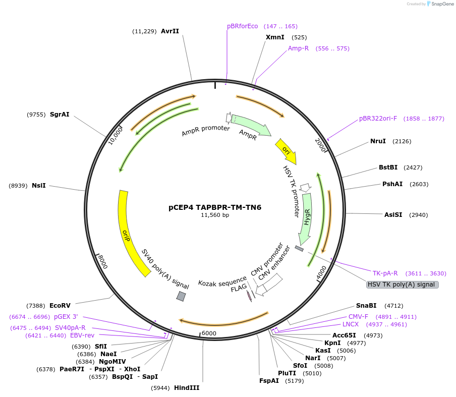 178650-plasmid-map-sequence-id-354770