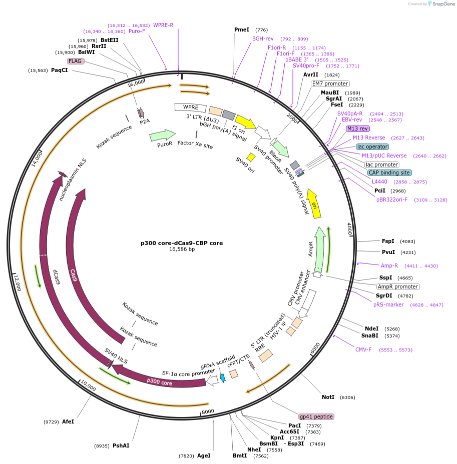 179559-plasmid-map-sequence-id-354771