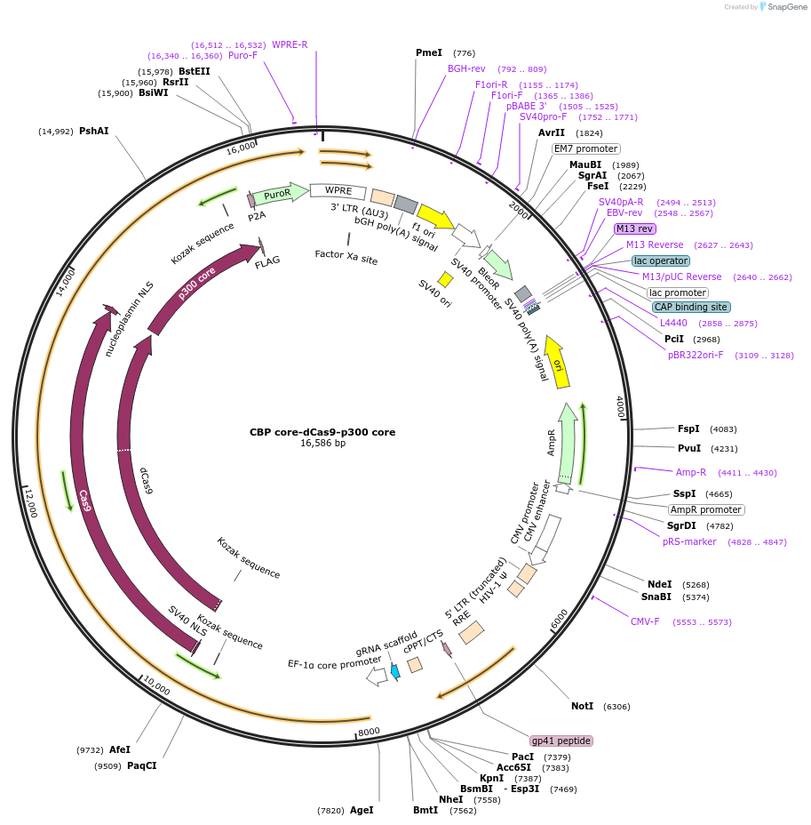179558-plasmid-map-sequence-id-354773