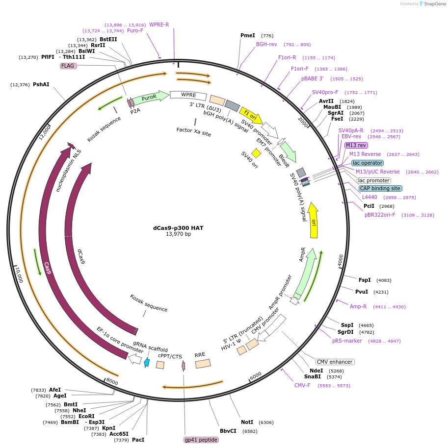 179544-plasmid-map-sequence-id-354774